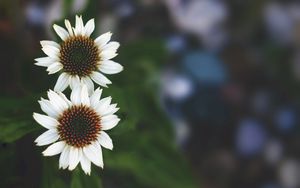 Preview wallpaper flowers, white, close-up