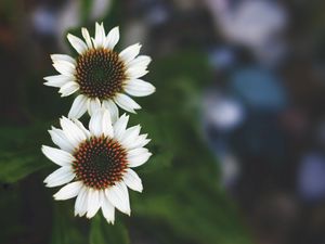 Preview wallpaper flowers, white, close-up