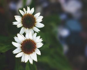 Preview wallpaper flowers, white, close-up