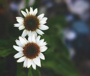 Preview wallpaper flowers, white, close-up