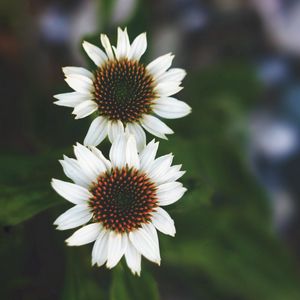 Preview wallpaper flowers, white, close-up