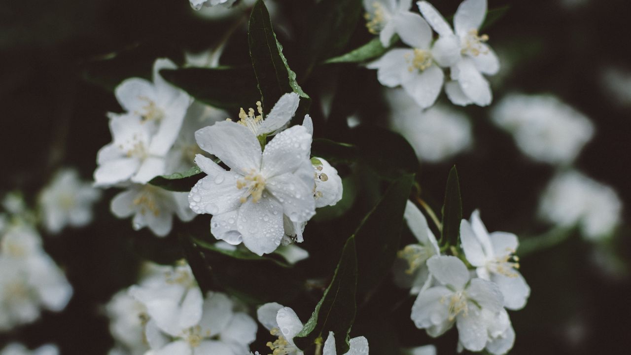 Wallpaper flowers, white, drops