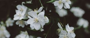 Preview wallpaper flowers, white, drops
