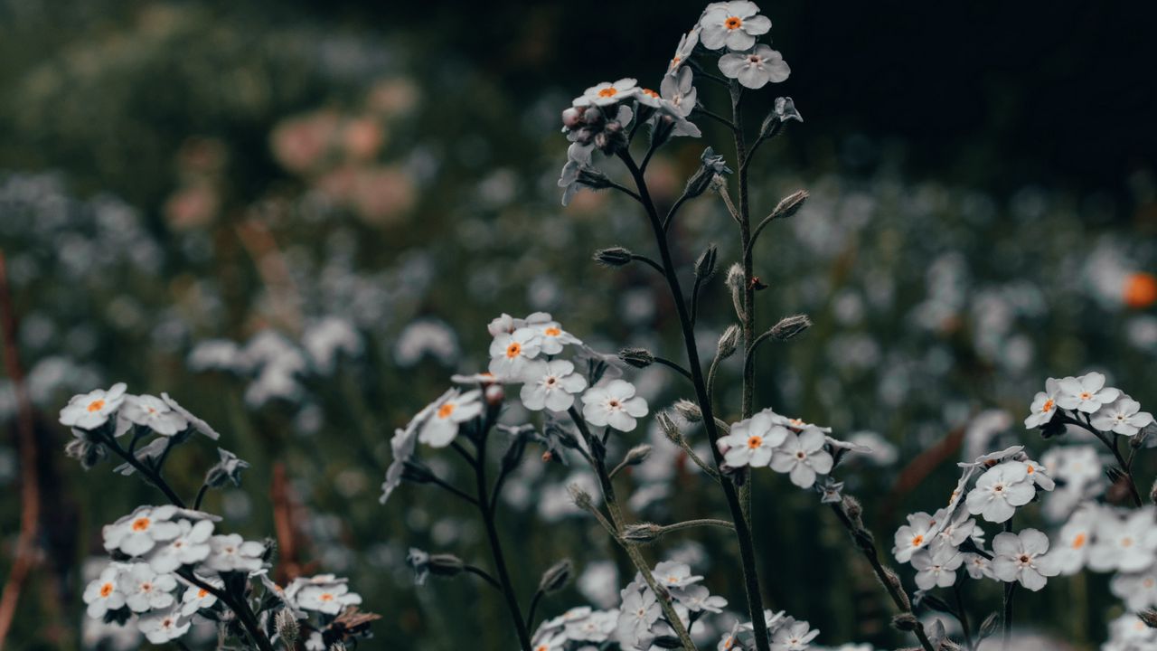 Wallpaper flowers, white, field, wild, plants