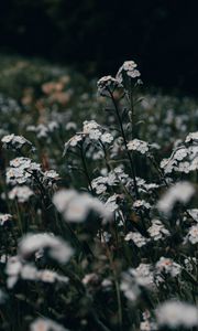 Preview wallpaper flowers, white, field, wild, plants