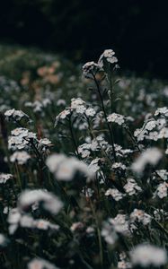 Preview wallpaper flowers, white, field, wild, plants