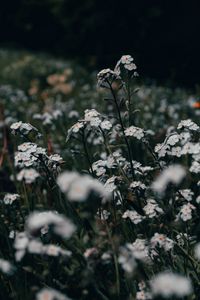 Preview wallpaper flowers, white, field, wild, plants