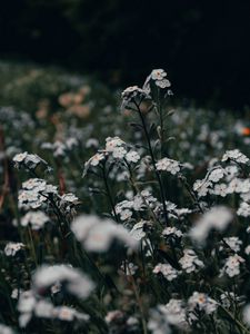 Preview wallpaper flowers, white, field, wild, plants