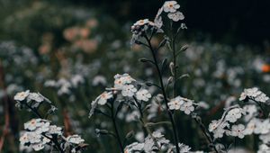 Preview wallpaper flowers, white, field, wild, plants