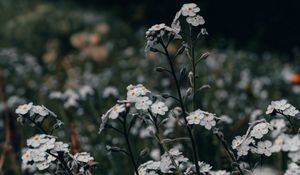 Preview wallpaper flowers, white, field, wild, plants