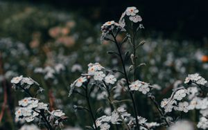 Preview wallpaper flowers, white, field, wild, plants