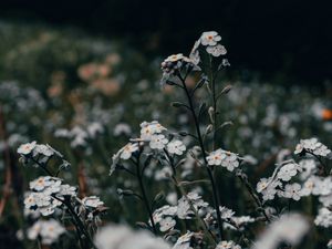 Preview wallpaper flowers, white, field, wild, plants