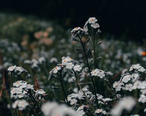 Preview wallpaper flowers, white, field, wild, plants