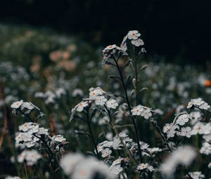 Preview wallpaper flowers, white, field, wild, plants