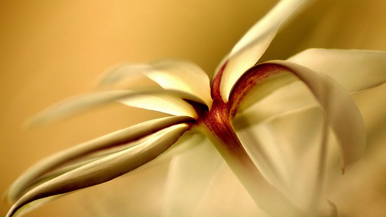 Wallpaper flowers, white, form, light, petals