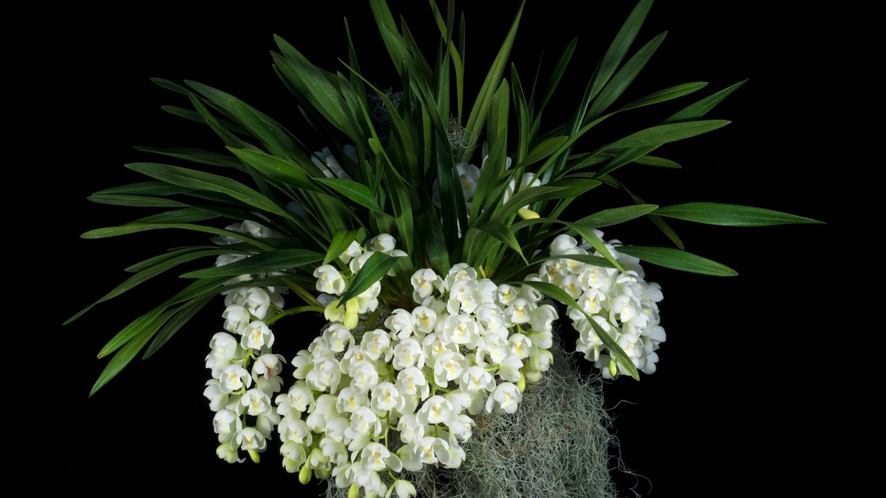 Wallpaper flowers, white, grape, leaves, black background