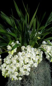 Preview wallpaper flowers, white, grape, leaves, black background