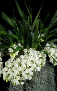 Preview wallpaper flowers, white, grape, leaves, black background