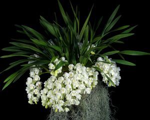 Preview wallpaper flowers, white, grape, leaves, black background