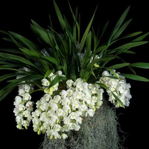 Preview wallpaper flowers, white, grape, leaves, black background