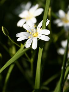 Preview wallpaper flowers, white, grass, summer, stamens