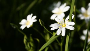 Preview wallpaper flowers, white, grass, summer, stamens