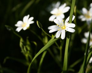 Preview wallpaper flowers, white, grass, summer, stamens