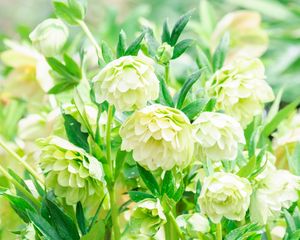 Preview wallpaper flowers, white, green, bloom, plants
