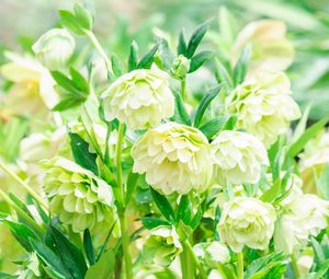 Preview wallpaper flowers, white, green, bloom, plants