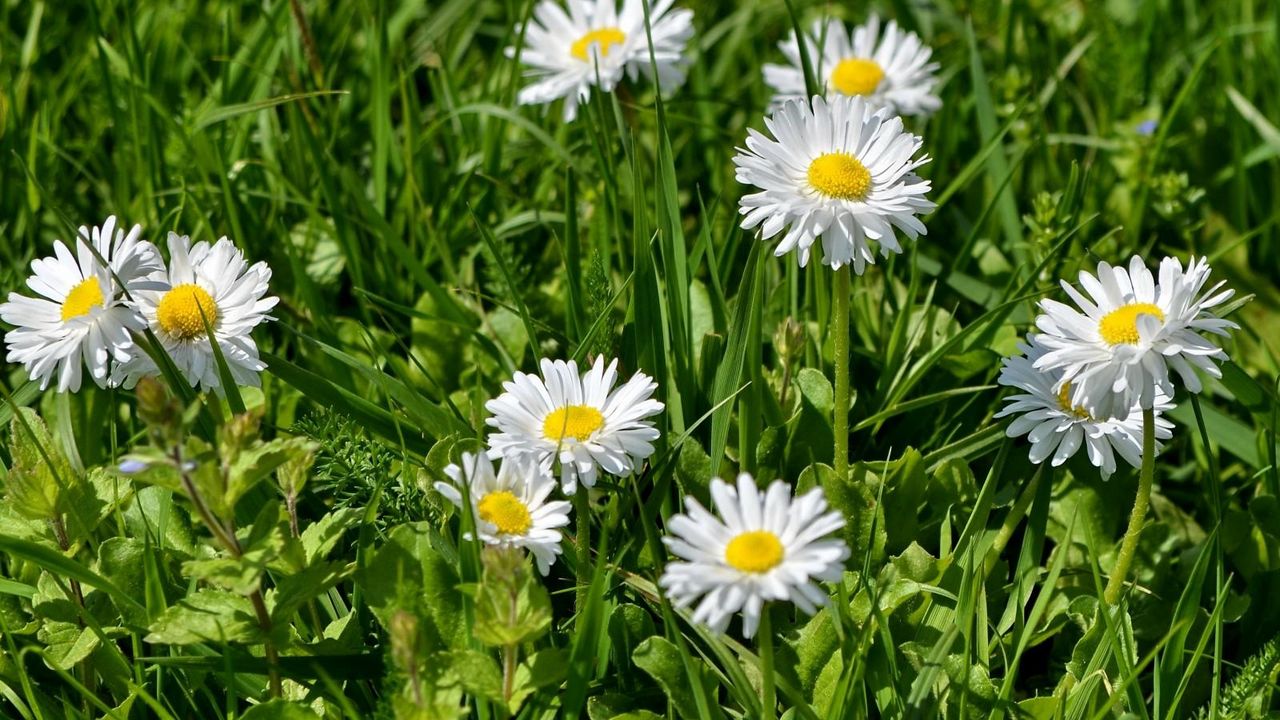 Wallpaper flowers, white, green, grass, sunny