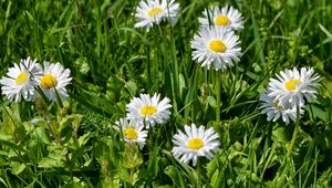 Preview wallpaper flowers, white, green, grass, sunny