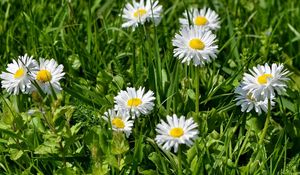 Preview wallpaper flowers, white, green, grass, sunny