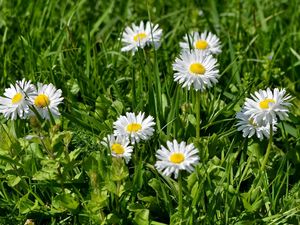 Preview wallpaper flowers, white, green, grass, sunny