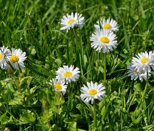 Preview wallpaper flowers, white, green, grass, sunny