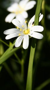 Preview wallpaper flowers, white, green, bright