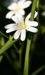 Preview wallpaper flowers, white, green, bright