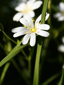 Preview wallpaper flowers, white, green, bright