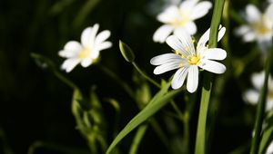 Preview wallpaper flowers, white, green, bright