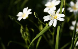 Preview wallpaper flowers, white, green, bright