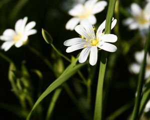 Preview wallpaper flowers, white, green, bright