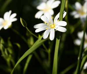 Preview wallpaper flowers, white, green, bright