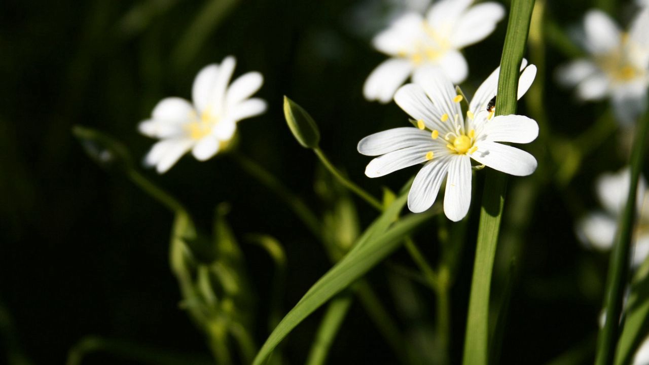 Wallpaper flowers, white, green, bright hd, picture, image