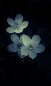 Preview wallpaper flowers, white, macro, dark
