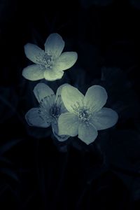 Preview wallpaper flowers, white, macro, dark