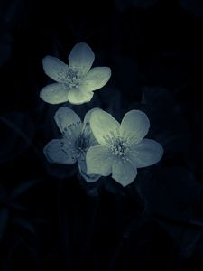 Preview wallpaper flowers, white, macro, dark