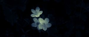 Preview wallpaper flowers, white, macro, dark