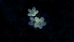 Preview wallpaper flowers, white, macro, dark