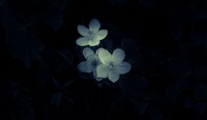 Preview wallpaper flowers, white, macro, dark