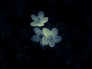 Preview wallpaper flowers, white, macro, dark