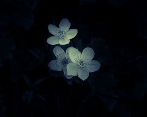 Preview wallpaper flowers, white, macro, dark